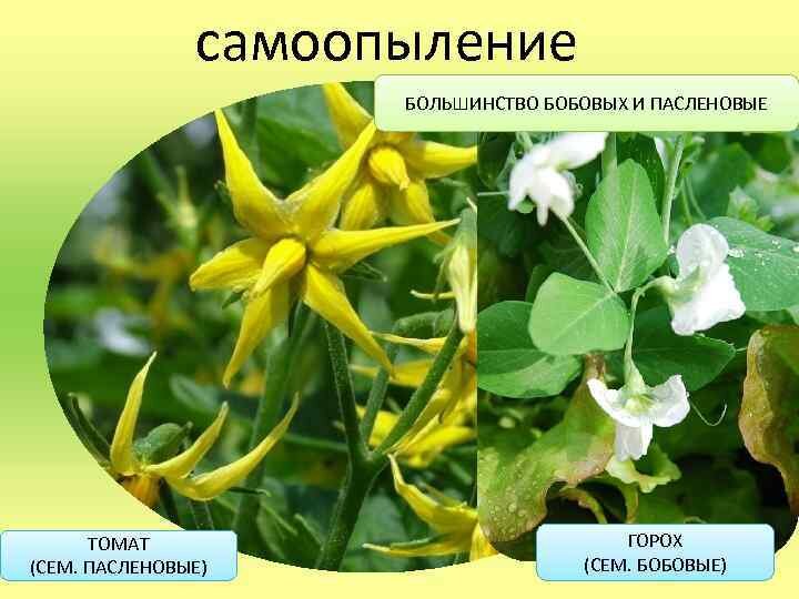 Самоопыление | Моё хобби | Дзен