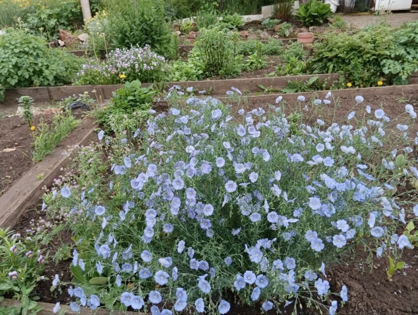 Кормовая культура с голубыми цветочками