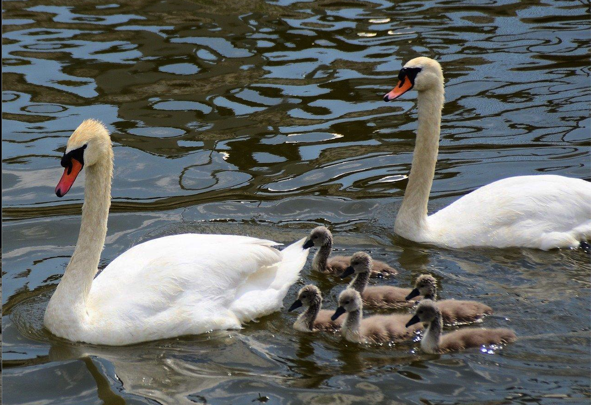 Фото: Министерство экологии Челябинской области 