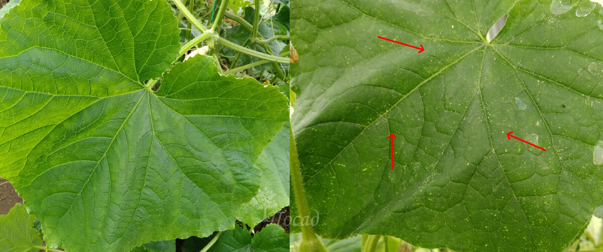Лицевая сторона листа. Слева - здоровый лист, справа - начальный этап поражения паутинным клещом.