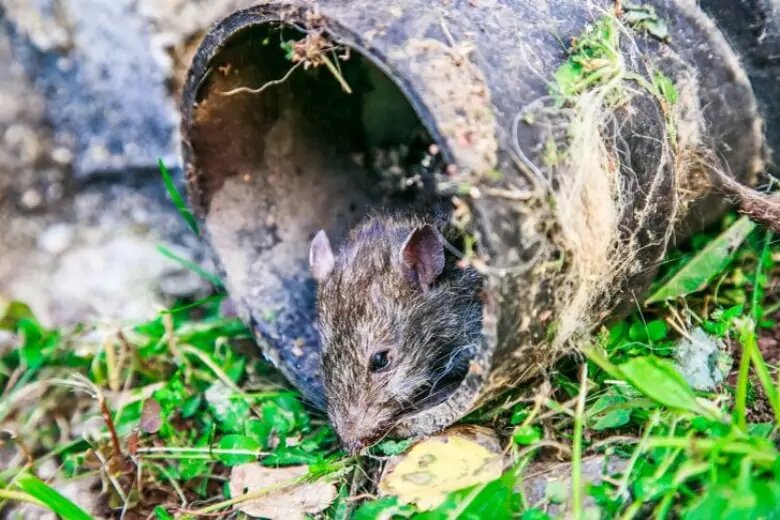 Борьба с мышами на участке. Грызуны на даче. Черный грызун на даче. Грызуны Украины.