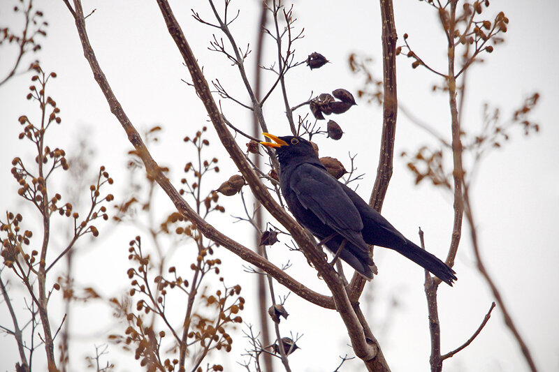 Характерная для многих певчих птиц поза во время вокализации - опущенные вниз и слегка трепещущие крылья