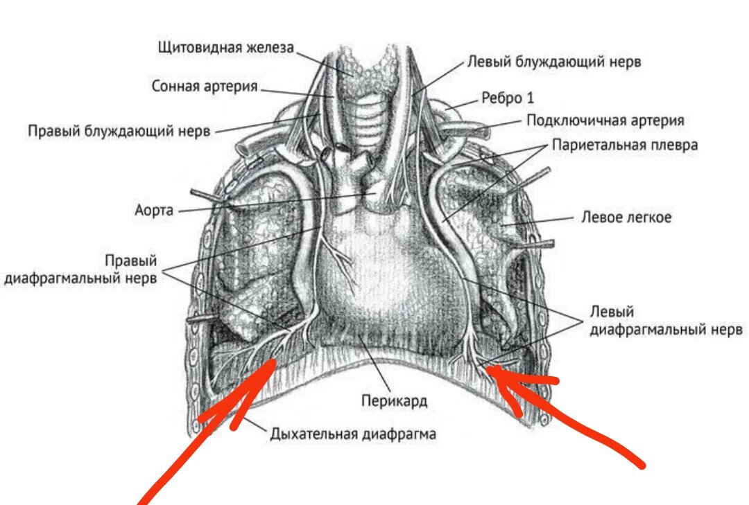 Диафрагмальный нерв латынь. Диафрагмальный нерв. Левый диафрагмальный нерв. Диафрагмальные нервы. Диафрагмальный нерв анатомия.