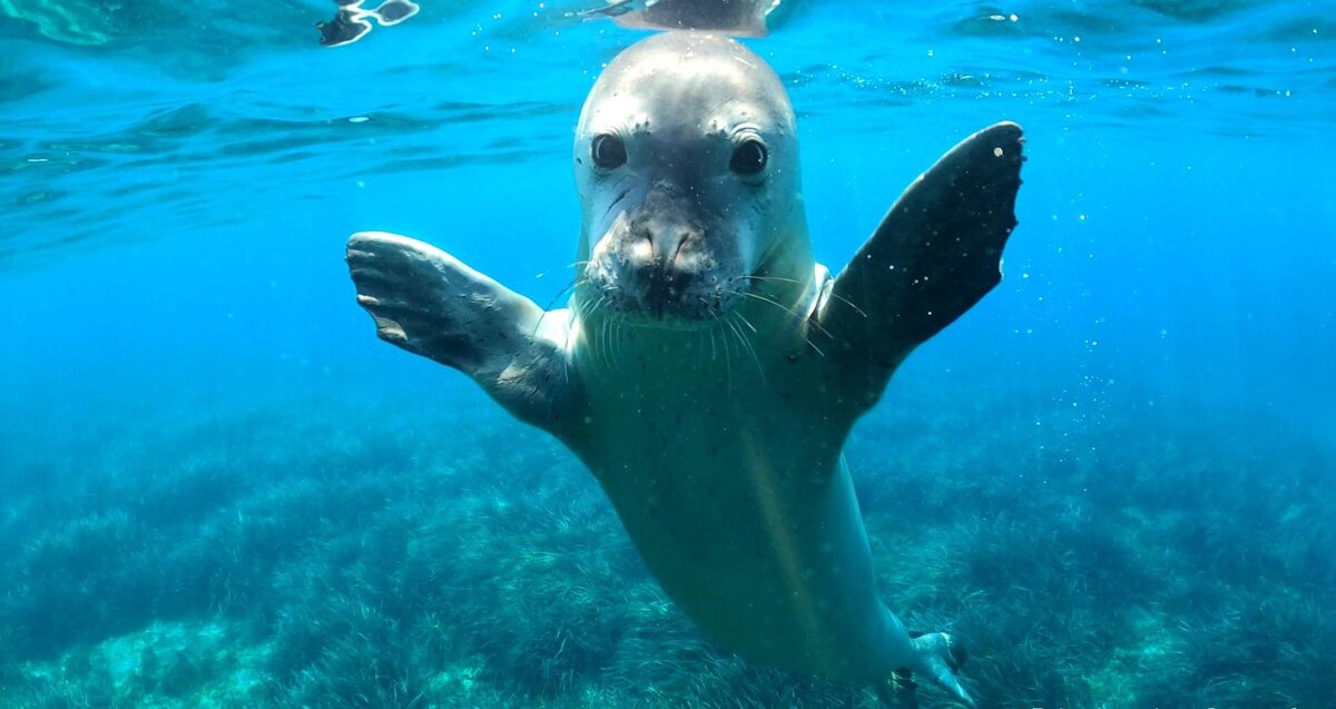 Белобрюхий тюлень в черном море