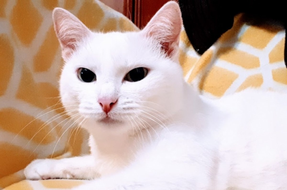    В Тюменской области похитителя кошачьего корма отправили за решетку