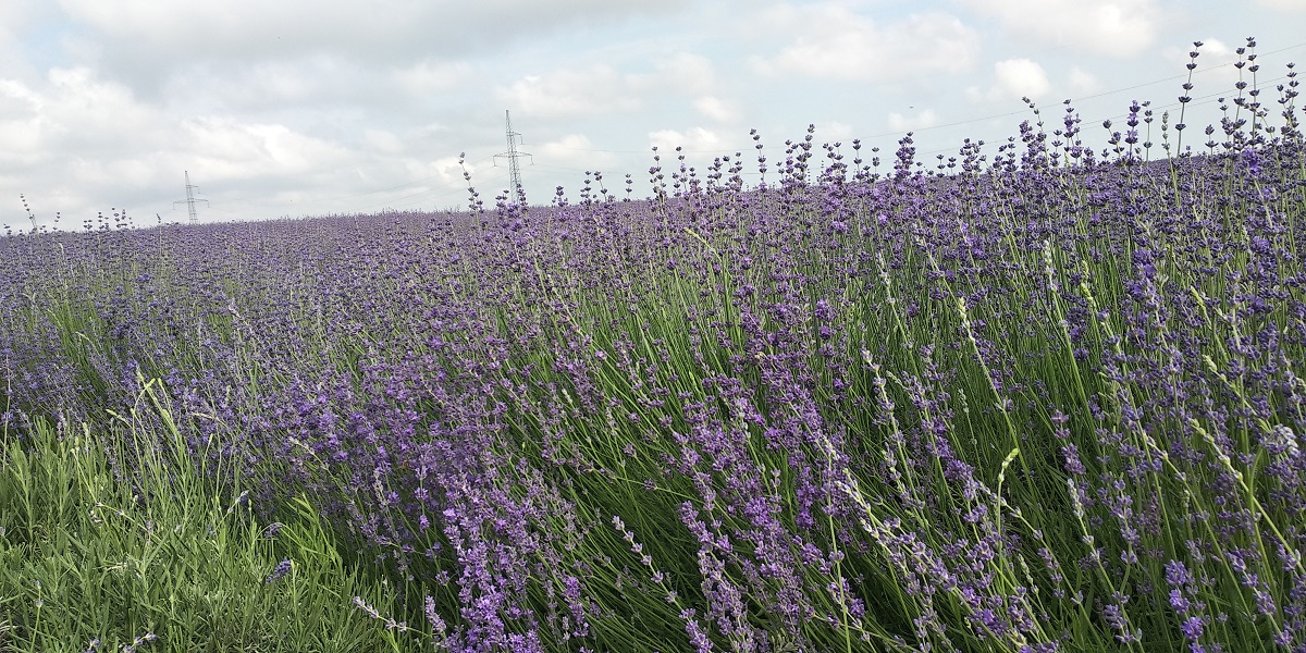 Из нового сорта можно получить эфирное масло высокого качества.