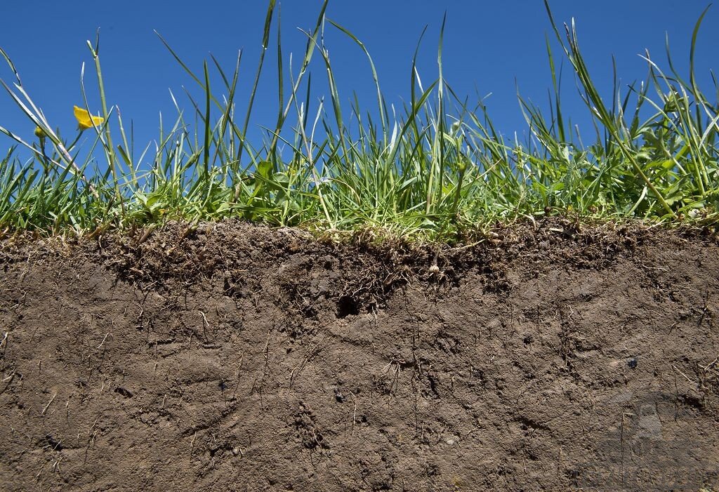 Растения знаний. Сообщение о почве. Растение познания 5. Растительность образующая почву. Черноземы почвы растения.