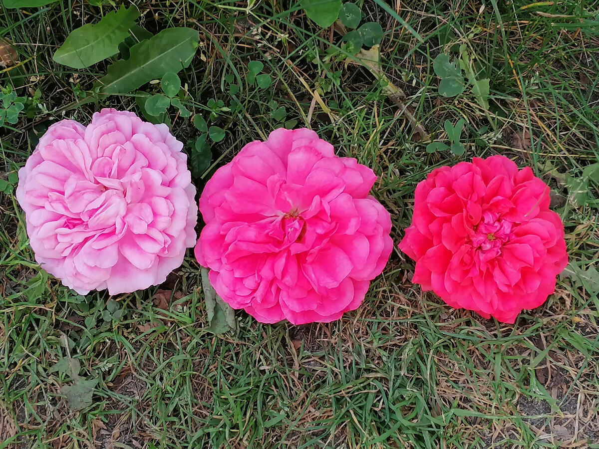 Цветы в сравнении. Принцесса - самая светлая