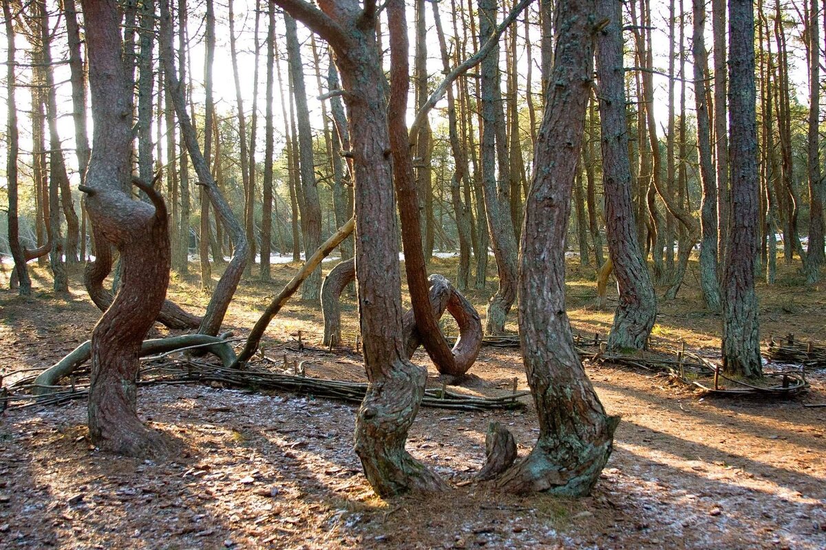      Куршская коса. Танцующий лес