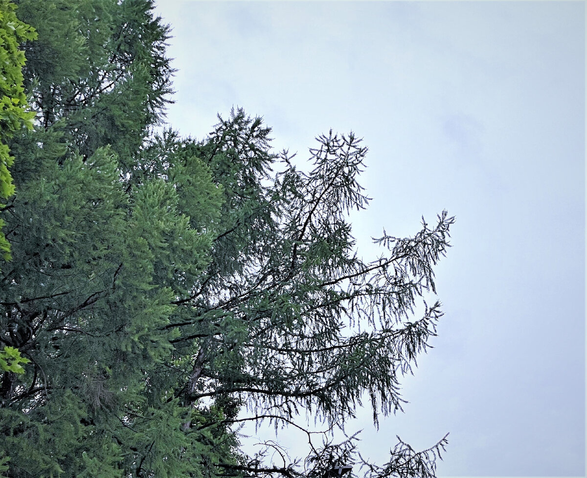 Лиственница тянется к небу. В местном парке. Июнь 2023г.