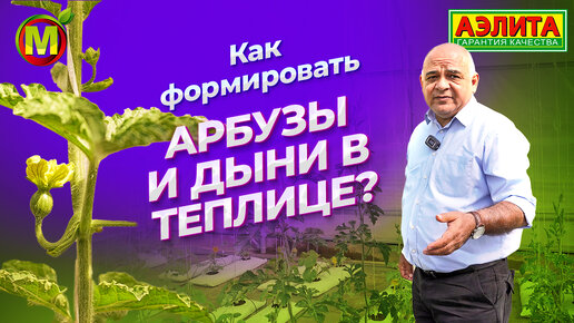 Как ФОРМИРОВАТЬ АРБУЗЫ и ДЫНИ в теплице?