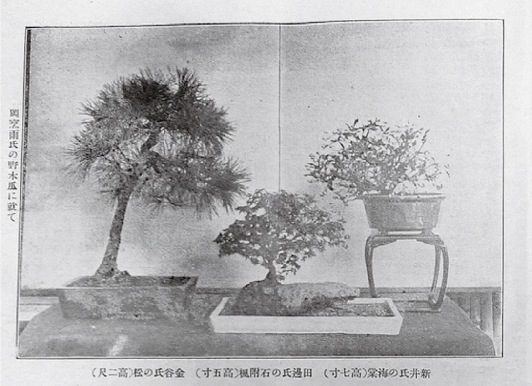 Страница журнала «Бонсай Гахо»  
Источник: https://www.bonsai-art-museum.jp/wp-content/uploads/2020/08/317222af6110ff3a0a738e3a45a4ca99.pdf
