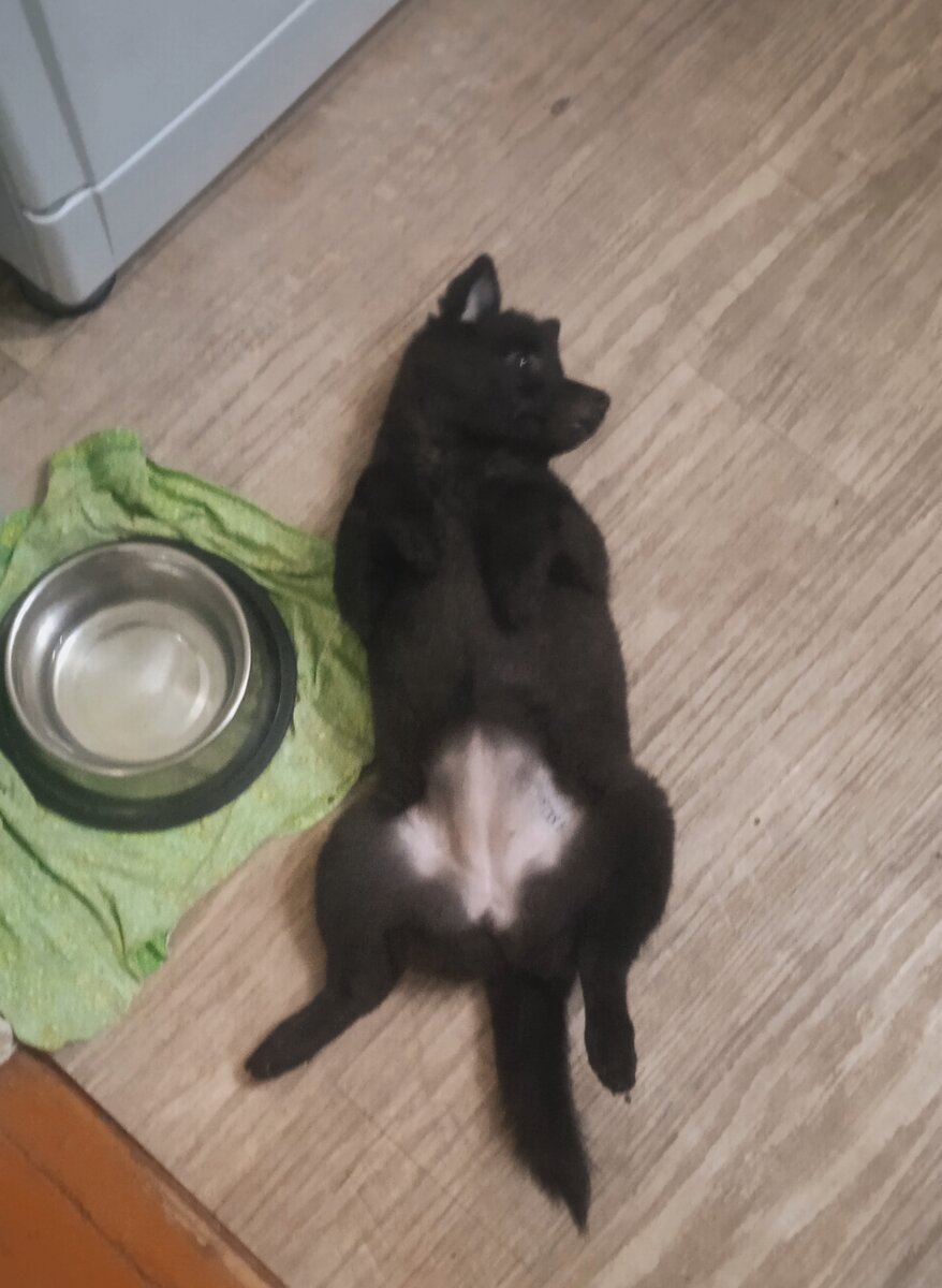 G наелась и балдеет🙃