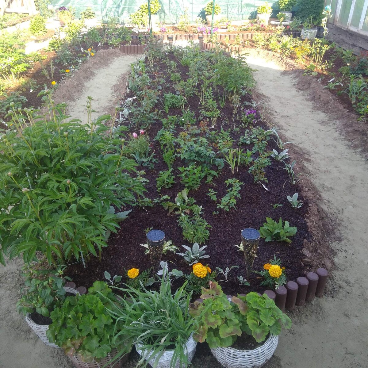 Здравствуйте Дорогие Мои ! Сегодня хочу показать вам на примере своих фотографий , как преобразился цветник с розами  и как подросли Розы и другие цветы буквально за месяц. Это фото было сделано 25 июня. Солнышко только встало и находится за домиком, с восточной стороны. Тень от домика падает на цветник и только дальний край освещается пол-дня солнцем, к вечеру и он будет в тени от забора и соседских построек. 