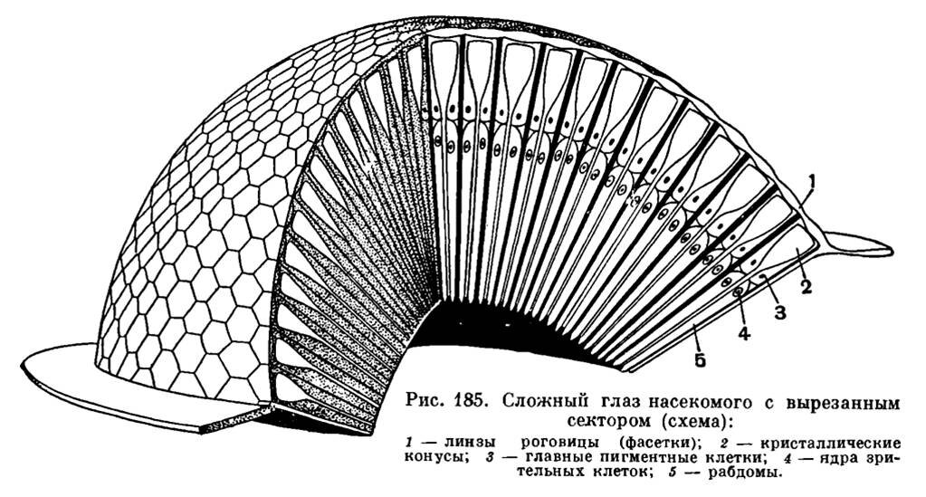    Строение фасеточного глазаacademic.ru