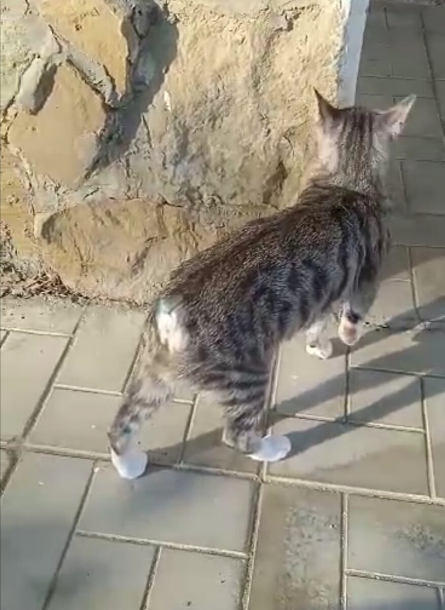 Люся на свободе. 