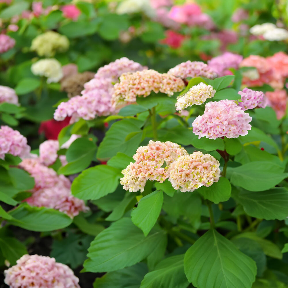 Цветущий сад - прекрасное зрелище