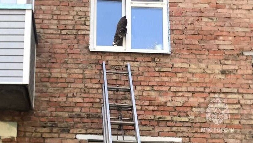     В Лесосибирске кот застрял задней частью в окне дома на втором этаже.