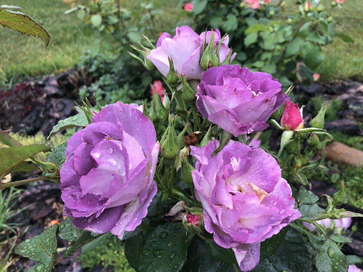 Дождь и Роза Блю фо ю