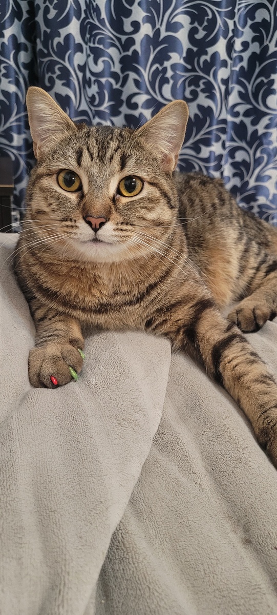 Симба и маникюрчик