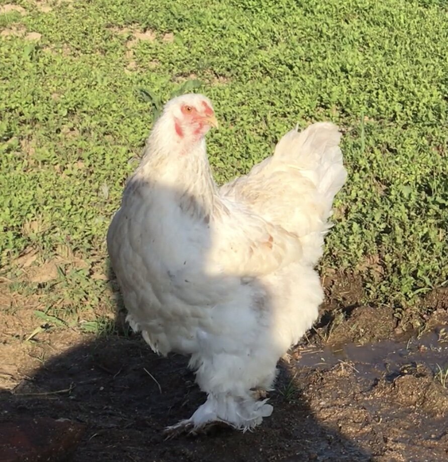 Голубая колумбийская окраска с генотипом СоСо