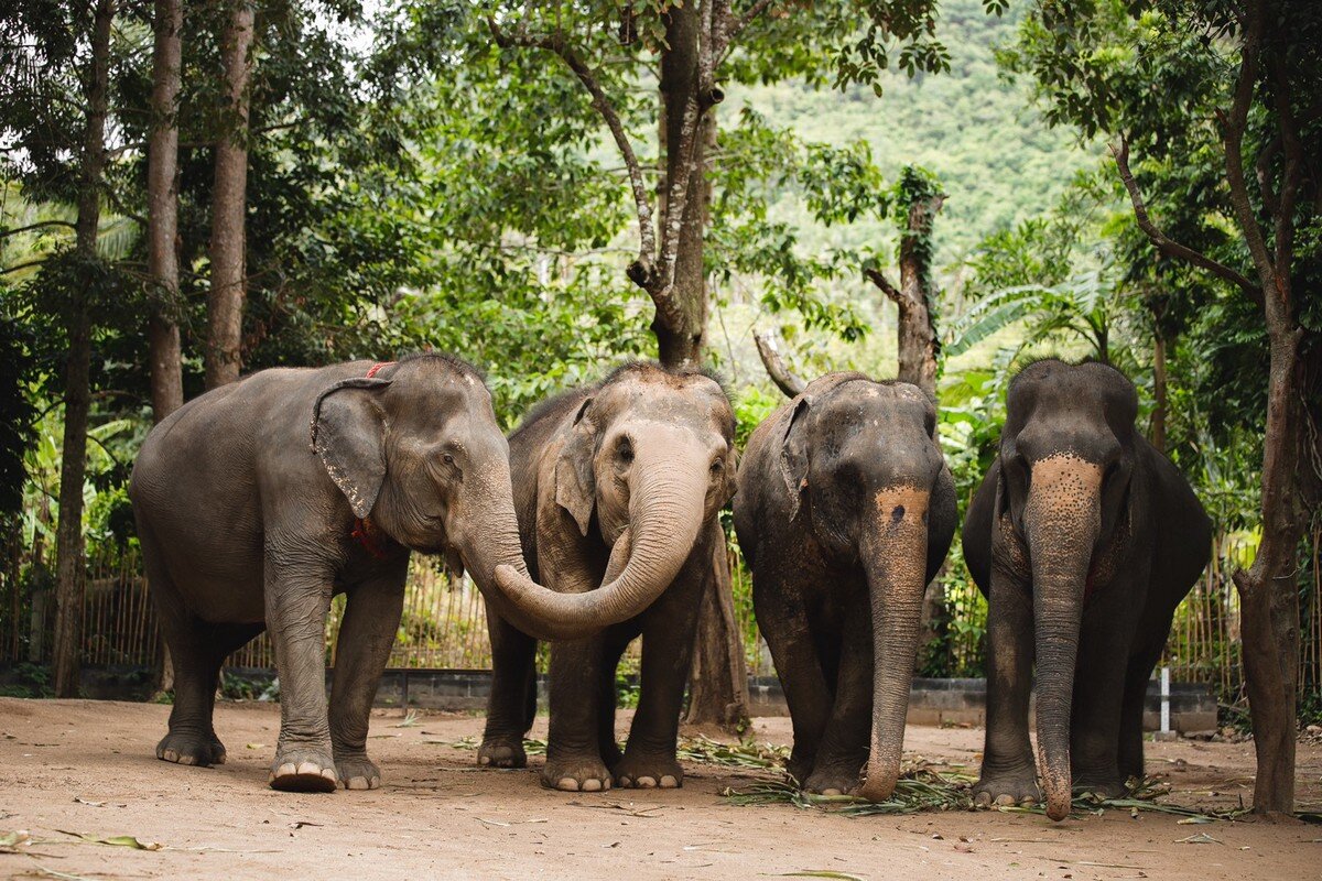 Elephant jungle sanctuary phuket. Заповедник для слонов Пхукет. Элефант Джангл Пхукет. Убежище слонов Пхукет. Слоновий заповедник на Пхукете (Phuket Elephant Sanctuary).