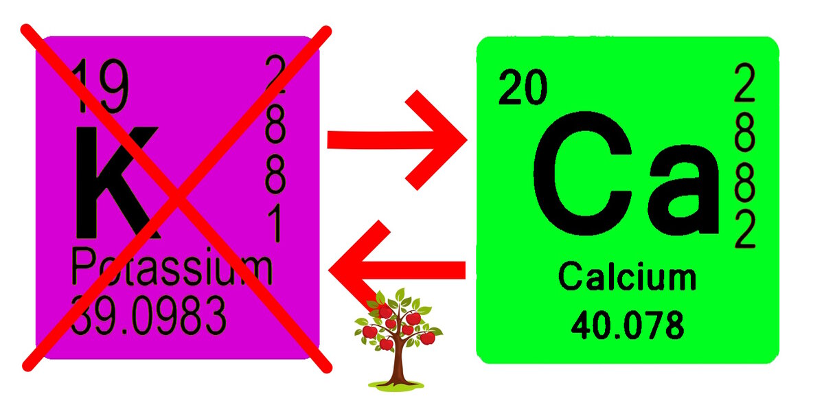 Калий и кальций не только школьники путают друг с другом. В первую очередь растения будут усваивать калий.
