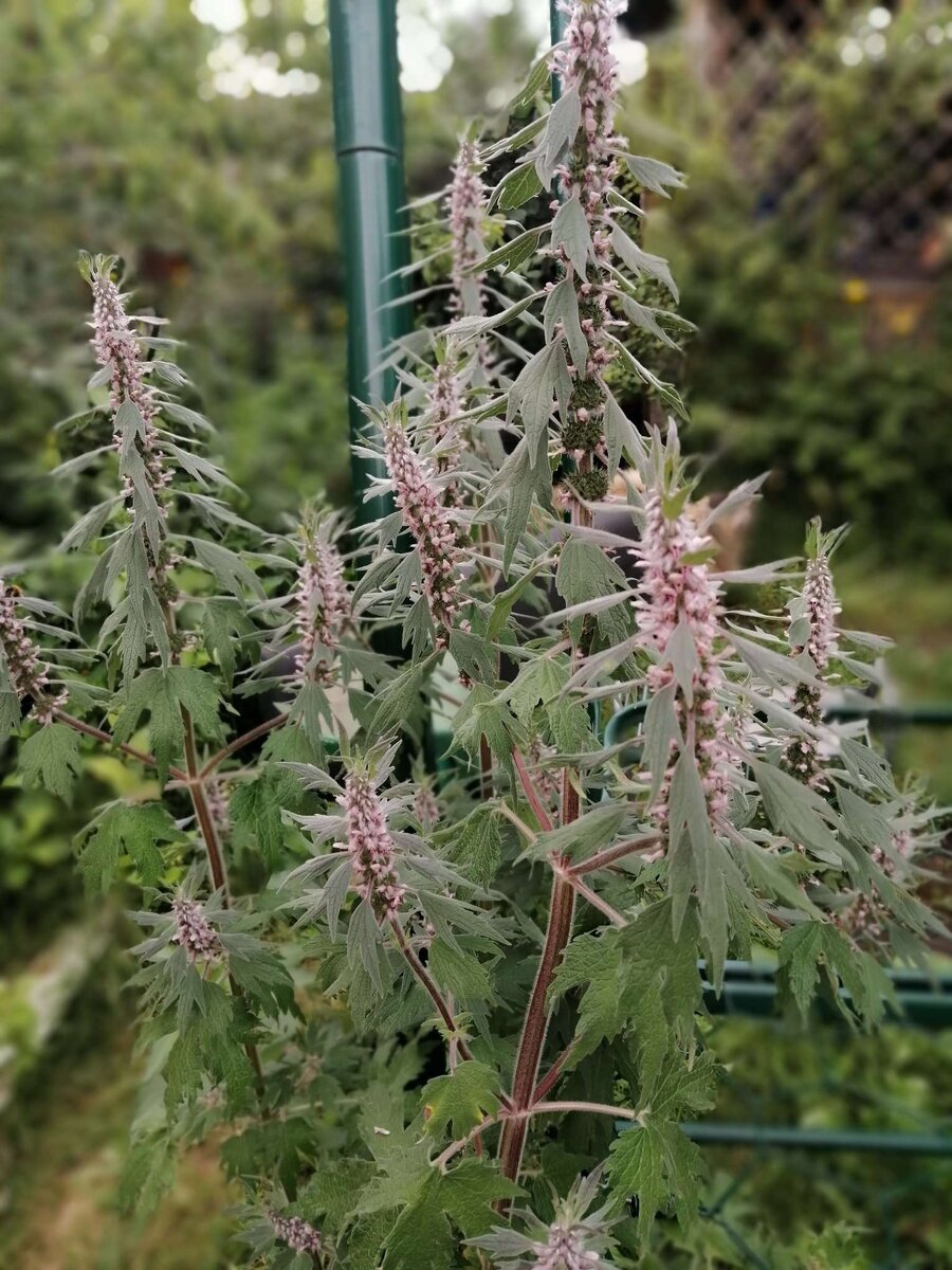 Вот такой красавец пустырник вырос у нас в саду. Фото автора канала.