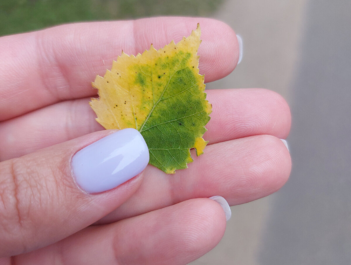 Такой красивый листик валялся сегодня прямо на дороге. Ой, а завтра последний день первого месяца лета. Осень подкрадывается, скоро 12 июля, а Перемоги всё нет.