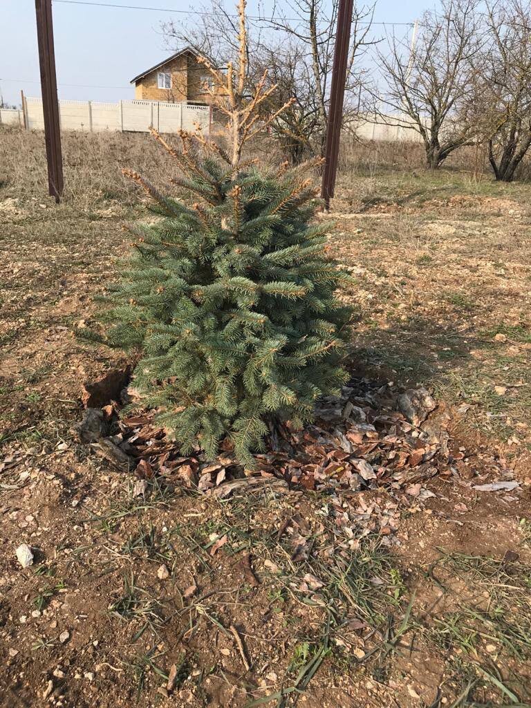 Молодая ёлочка подписчицы Дачного агронома 