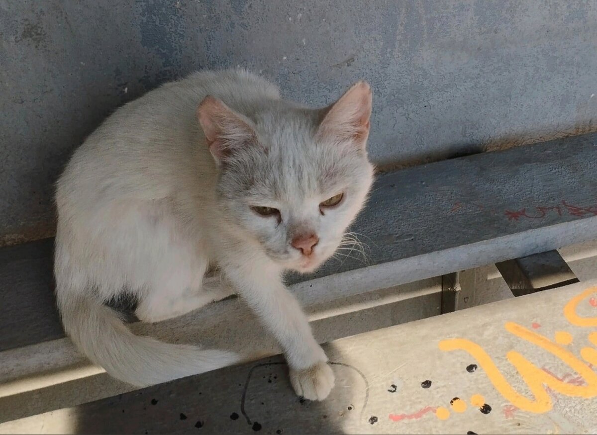 Кот был худой и грязный, но добрый и общительный