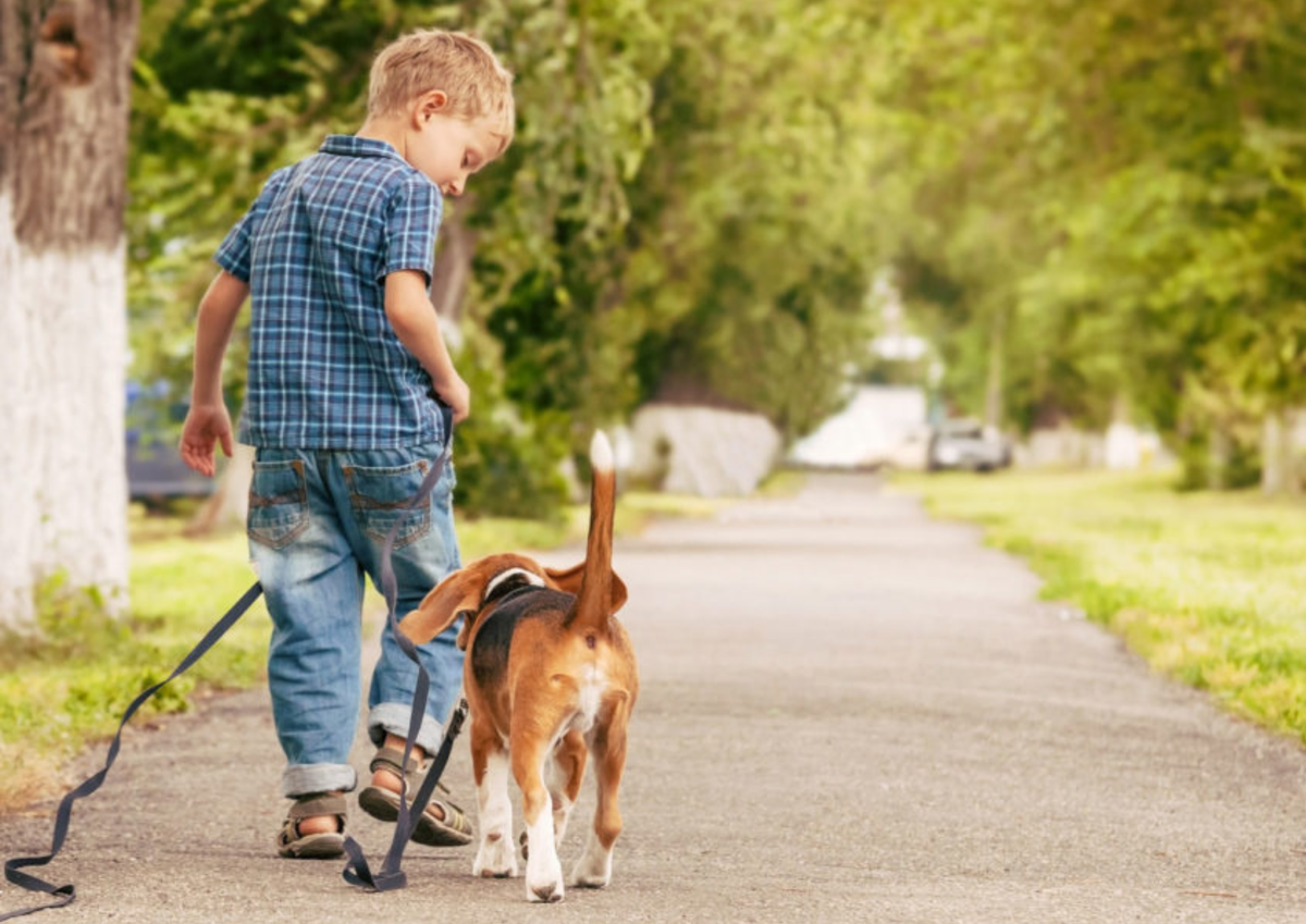 Идя рядом с собакой. Мальчик выгуливает собаку. Прогулка с собакой. Бигль с ребенком. Гулять с собакой.