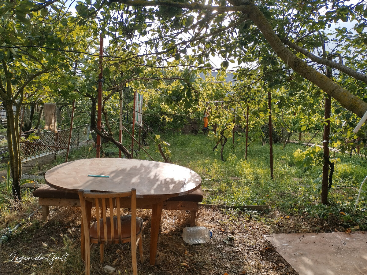 А это вчерашний грибной дождь. Если увеличить снимок, видны капли...