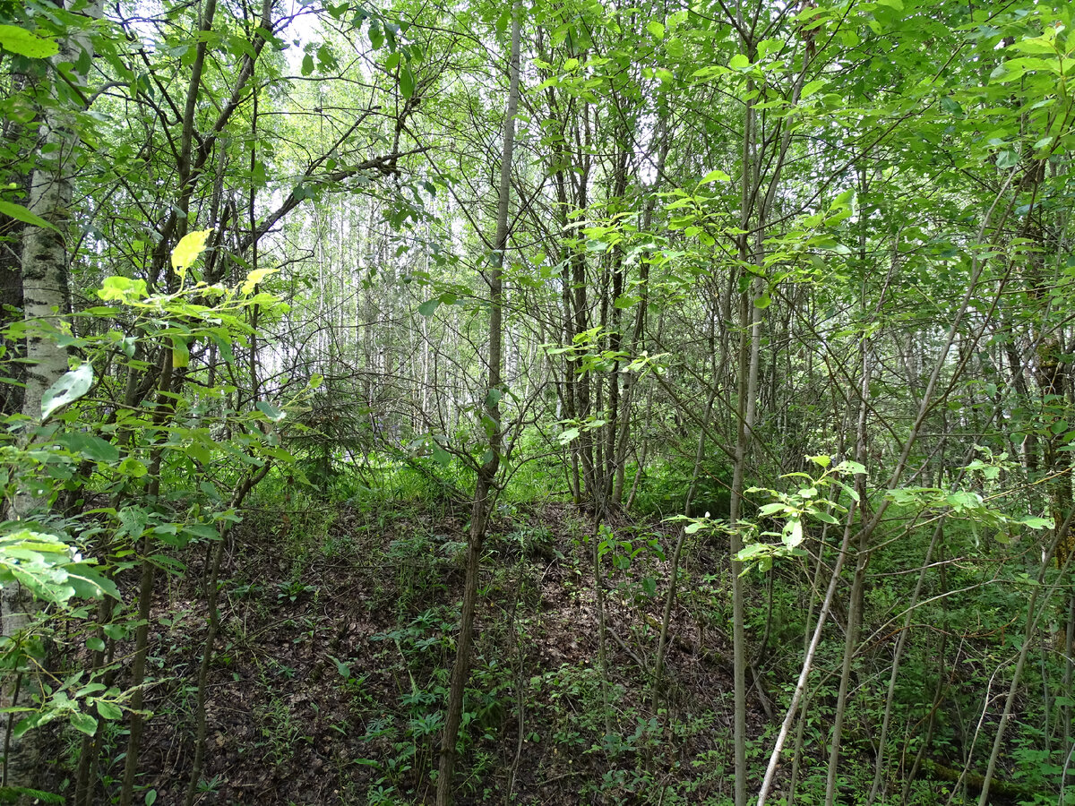 Фото Старого Солдата. 30.06.2023