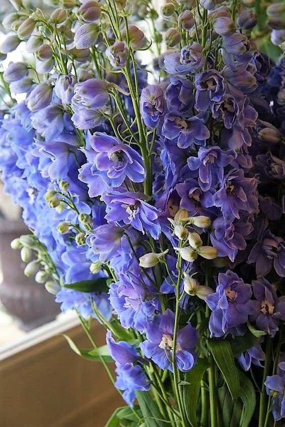 Дельфиниум 