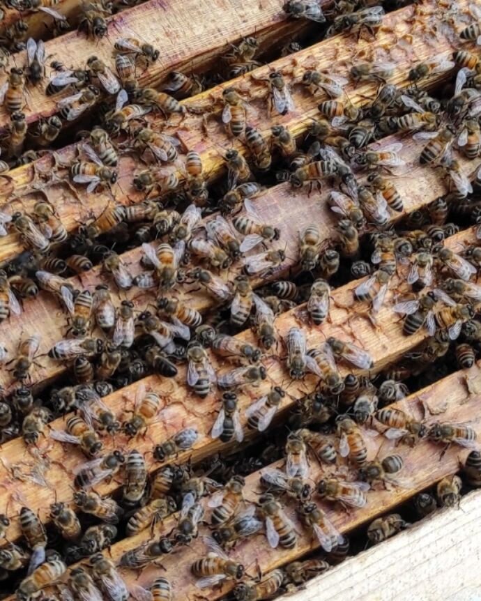 Пчелопакеты бакфаст купить на 2024. Пчела Бакфаст. Добрая пасека Граворново. Опасна ли Среднерусская пчела. Как вывести ржавую пчелу.