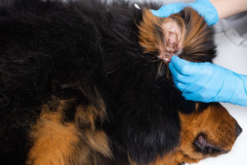 Власоеды. Эти паразиты у собак водятся в шерсти и питаются в основном отмершей кожей, выделениями сальных желез и кровью животного. Для этого природа снабдила насекомое мощным ротовым аппаратом грызущего типа.