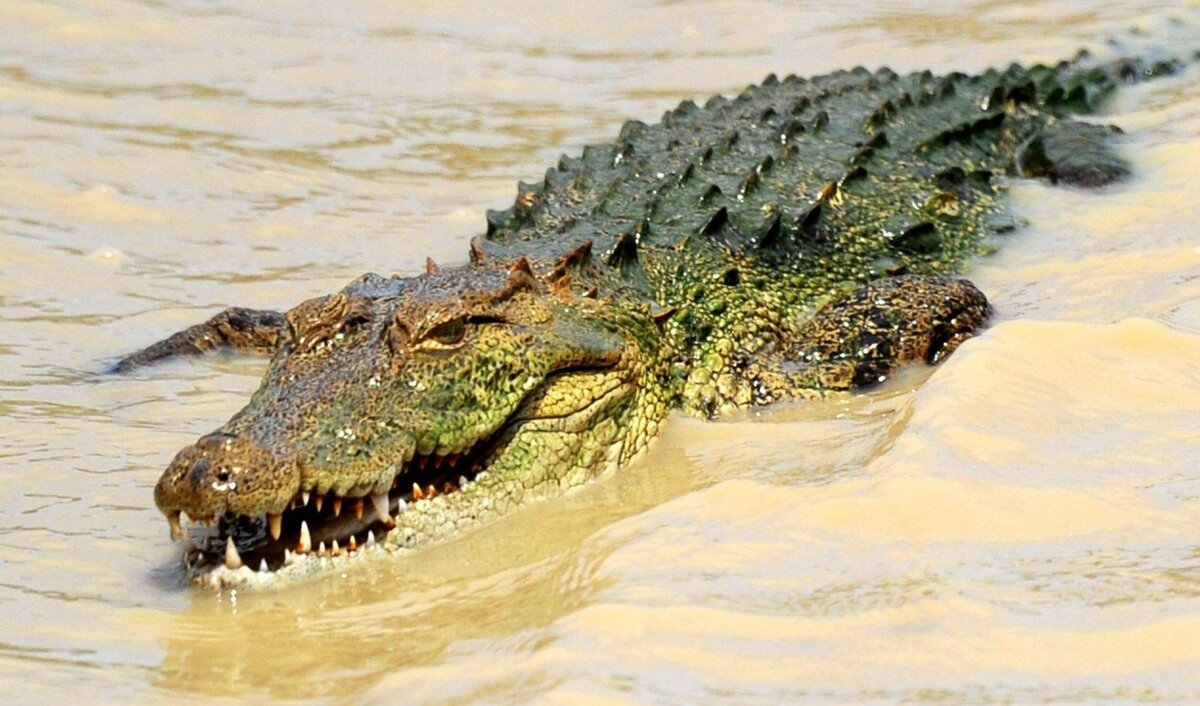 Как умирают крокодилы