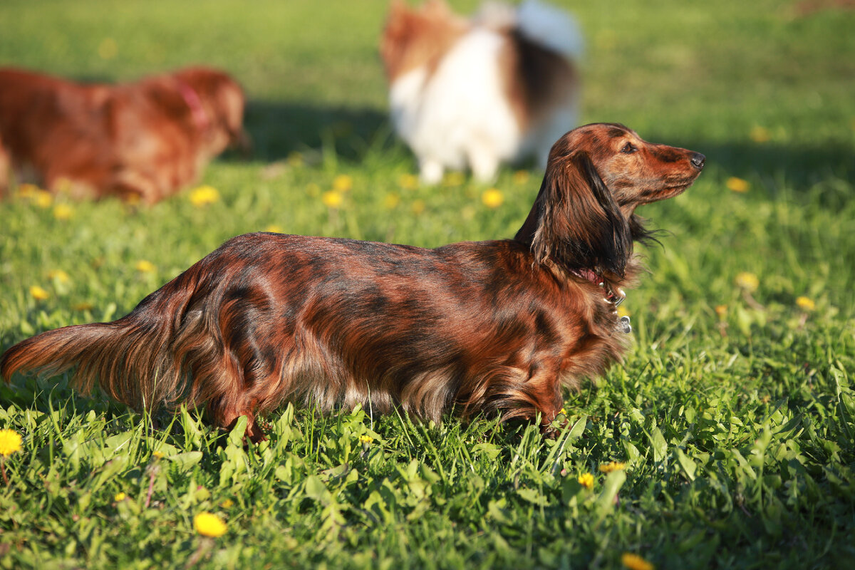 Такса Санта