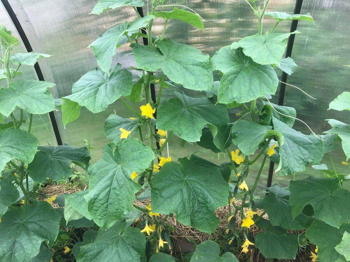 Так выглядят мои растения огурцов