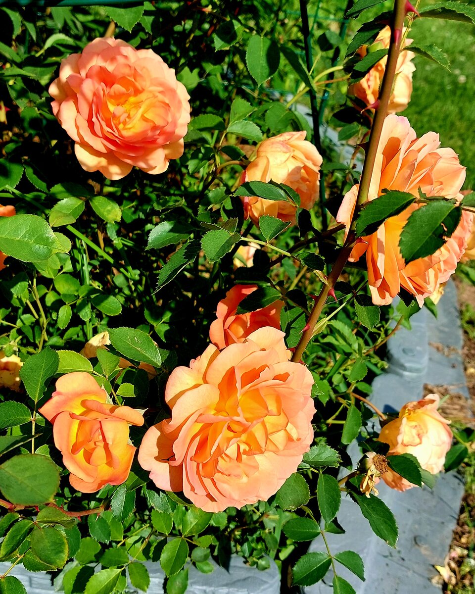 Леди оф Шаллот. "Остинка". Оранжевого настроения вам). 