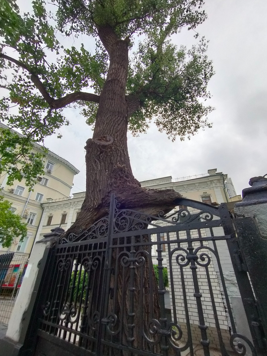 Тополь возле Центрального Дома журналиста. Фото автора 