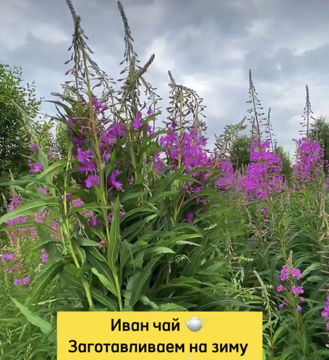Когда собирают иван чай фото ЗАГОТОВКА ИВАН ЧАЯ Сохраните, чтобы не потерять! КАК ПРИГОТОВИТЬ ЧУДО-ЧАЙ: 1.