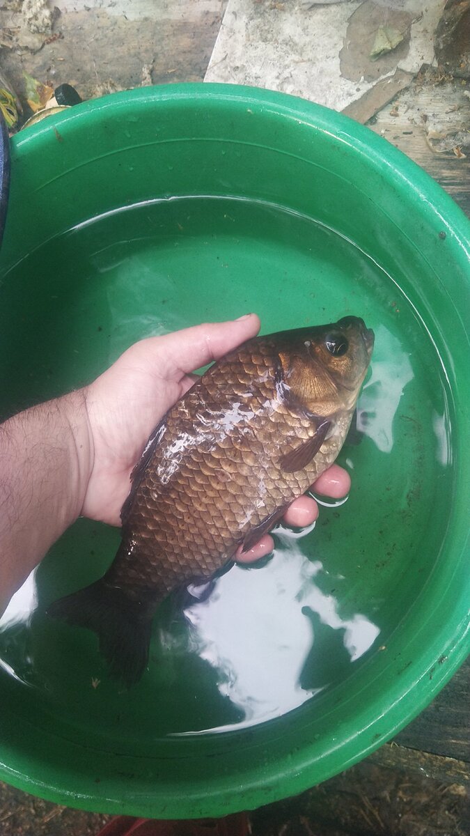 Но голова-то - голова... Фото автора.