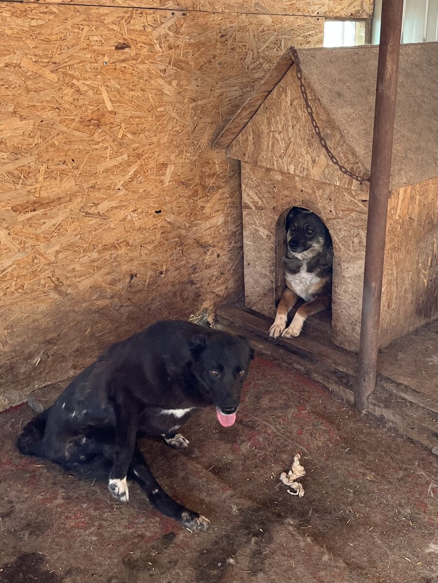 Бэлла - собачка-спинальница и Нэнси