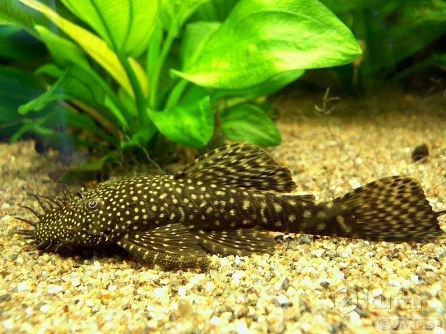 Сом анциструс.