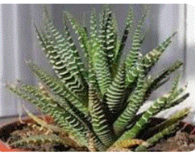 Алоэ ядовитое