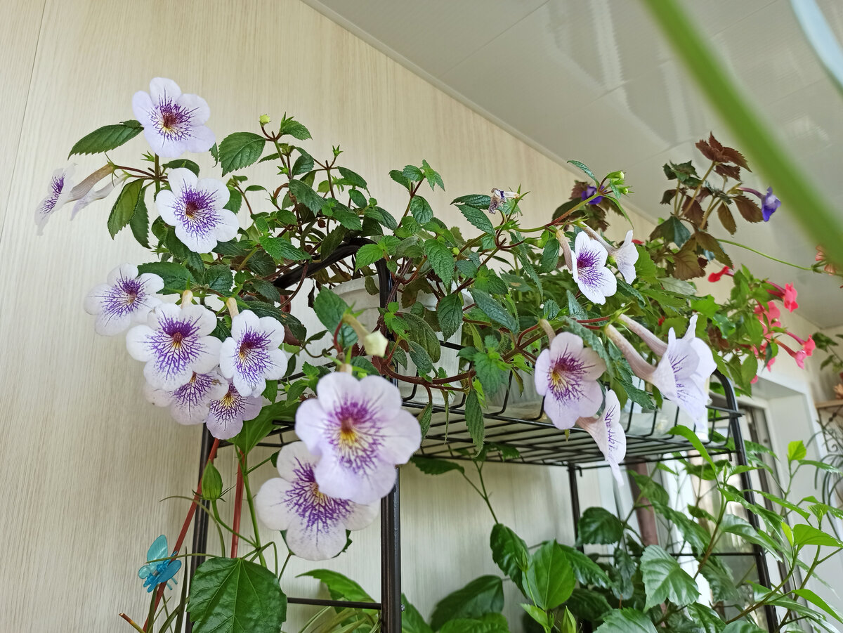 Цветение 2023