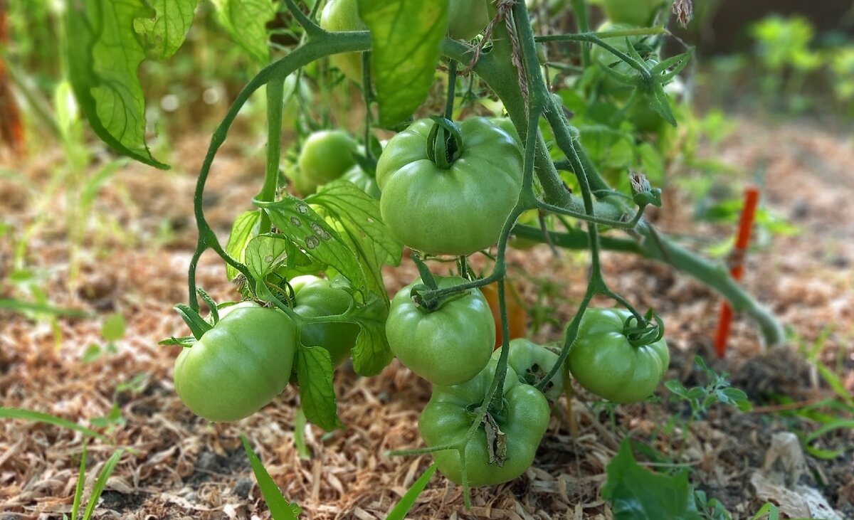    Как повысить урожайность томатов
