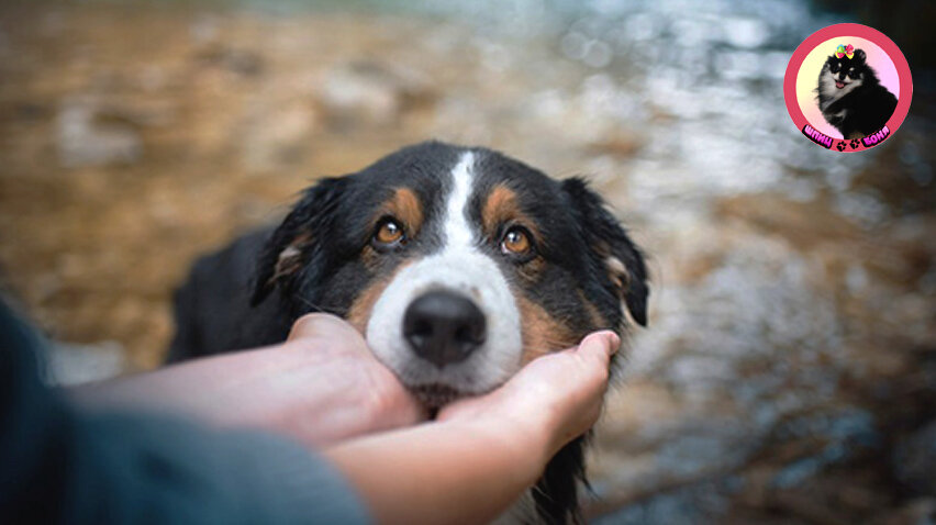Преданность собаки 🐾 Шпиц Боня